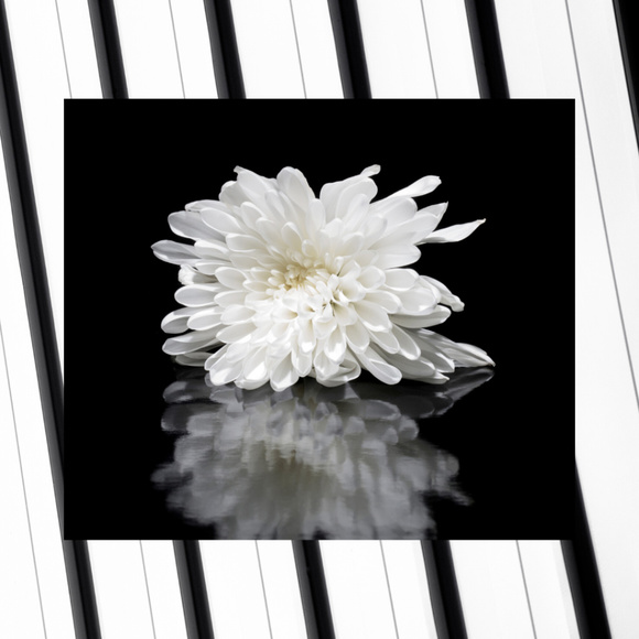 Meet your Posher Sharp and Frugal - Picture 1 of 1